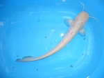 Albino Welse ca. 18 - 25 cm