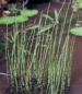 Teichschachtelhalm, Mutterpflanze in 19 x 19 cm Pflanz-Topf