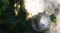 Wasser -  Schildkröten, ( Dreikiel oder Höckerschildkröten klein ) 