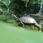 Europäische Sumpfschildkröte, klein ca. 5 cm 