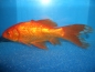 Goldfisch, tiefrot, 4 - 7 cm