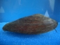 Filtermuschel/Teichmuschel, ca. 12 bis 15 cm