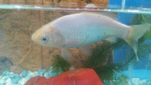 Gartenteich Braun GmbH Goldfisch, weiß