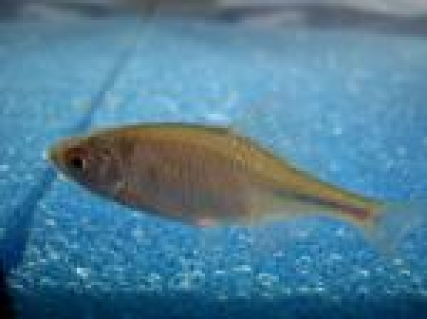 Gartenteich Braun GmbH Bitterlinge ca. 6 8 cm