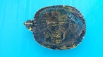 Wasser -  Schildkröten, ( Dreikiel oder Höckerschildkröten klein ) "kein Versand"