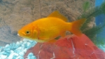 Goldfisch, zitronengelb, 4 - 7 cm
